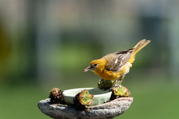Backyard Birdwatching for Absolute Beginners: Essentials