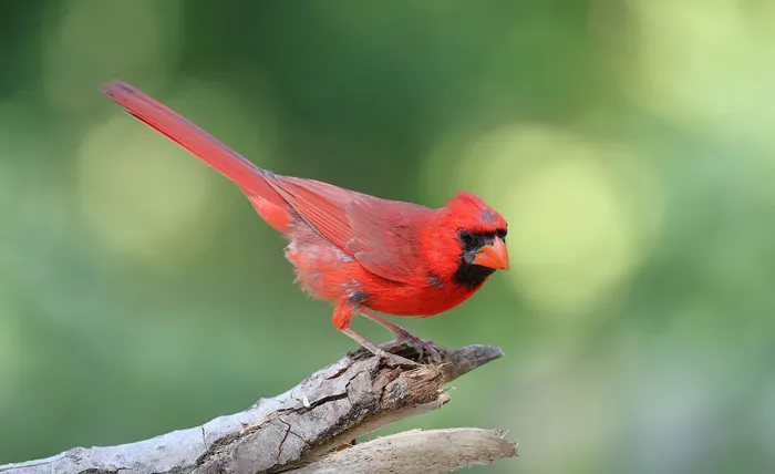 Choosing a Simple Setup for Backyard Birdwatching