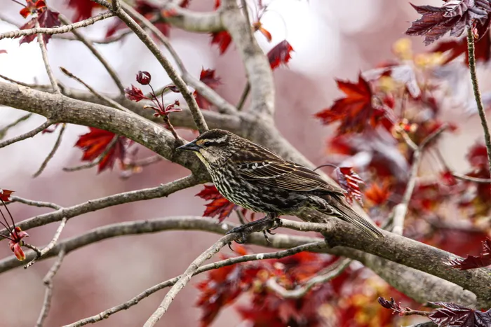 Planning Your First Backyard Birdwatching Session