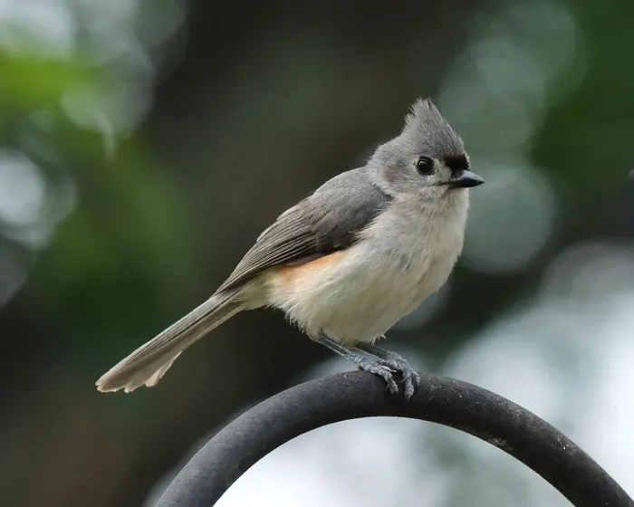 Improving Consistency With Backyard Birdwatching