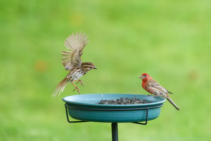 Starting a Small Backyard Birdwatching Project